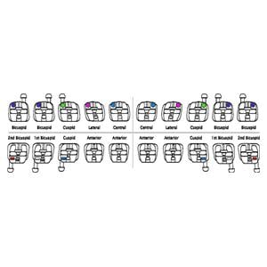 Bracket Lotus Plus DS ORTHO-TECHNOLOGY - Roth 0,022 - 5x5 crochet 3/4/5 - Bote de 10