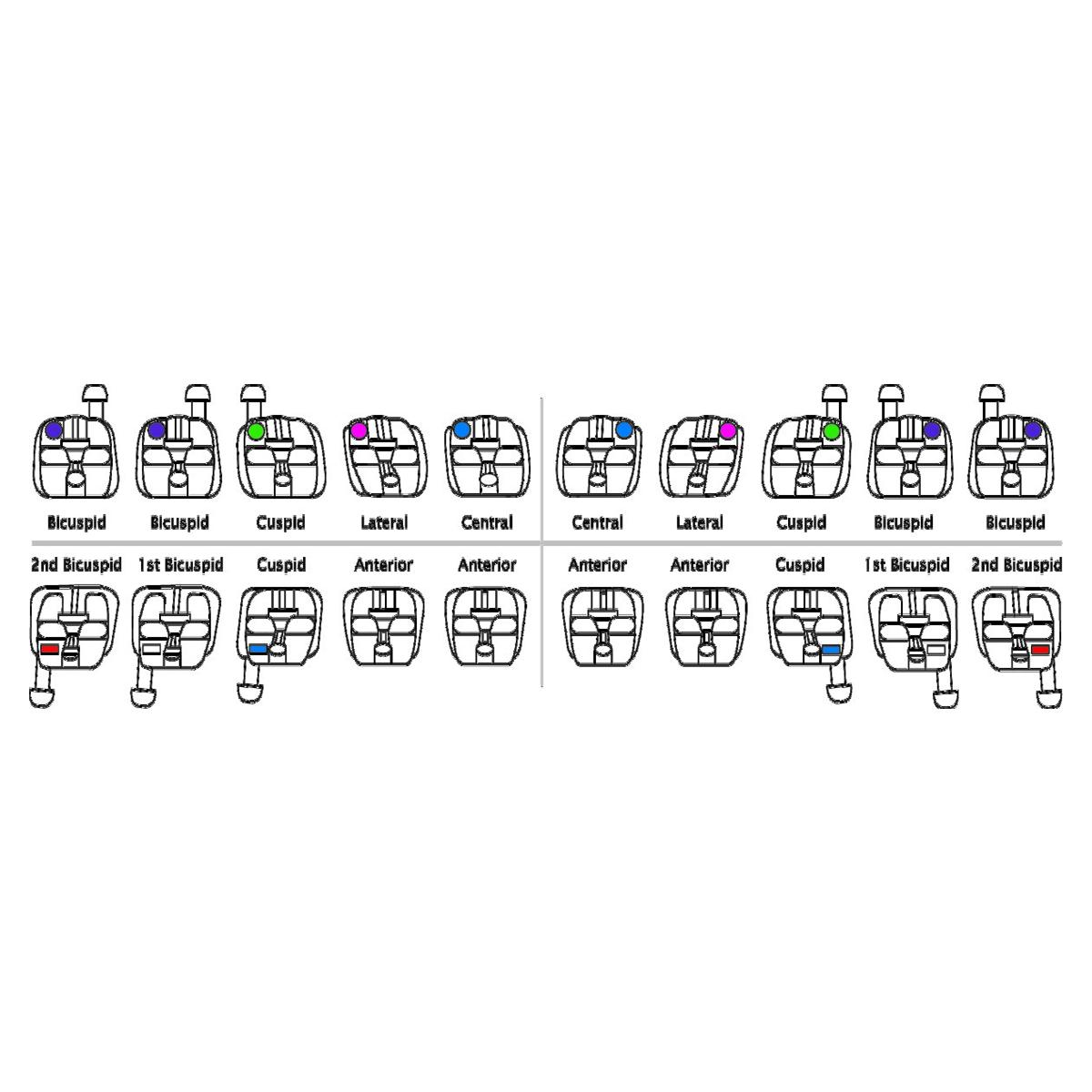 Bracket Lotus Plus DS ORTHO-TECHNOLOGY - MBT 0,018 - 5x5 crochet canine - Bote de 10