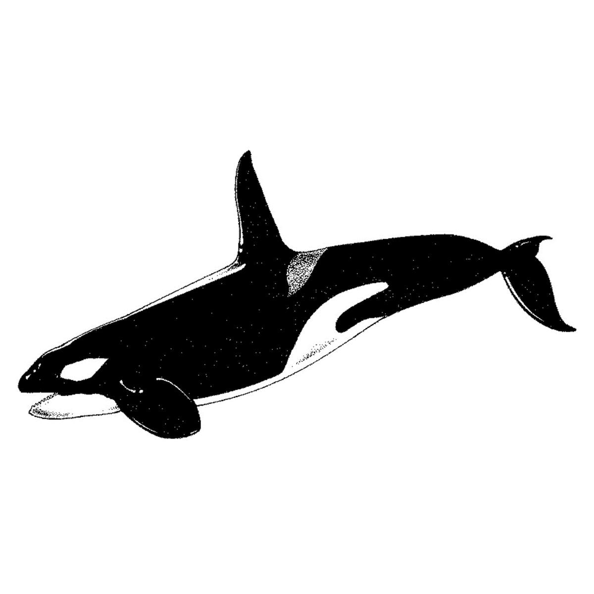 Elastique Creatures of the sea ORTHO-TECHNOLOGY - 5/16 - Lger - Latex - Bote de 50 x 100