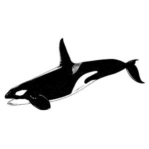 Elastique Creatures of the sea ORTHO-TECHNOLOGY - 5/16 - Lger - Latex - Bote de 50 x 100