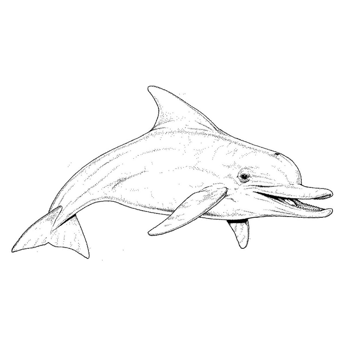 Elastique Creatures of the sea ORTHO-TECHNOLOGY - 5/16 - Moyen - Latex - Bote de 50 x 100