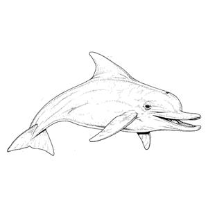 Elastique Creatures of the sea ORTHO-TECHNOLOGY - 5/16 - Moyen - Latex - Bote de 50 x 100