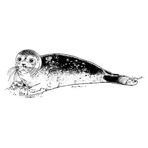 Elastique Creatures of the sea ORTHO TECHNOLOGY - 1/4 - Moyen - Sans latex - Bote de 50 x 100