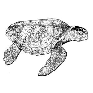 Elastique Creatures of the sea ORTHO TECHNOLOGY - 3/8 - Moyen - Multicolor - Bote de 50 x 100