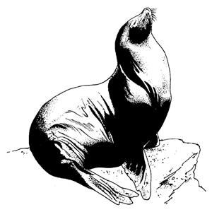 Elastique Creatures of the sea ORTHO TECHNOLOGY - 1/4 - Fort - Bote de 50 x 100